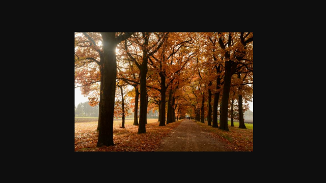 Herfst Kempisch Landschap -  kolonie