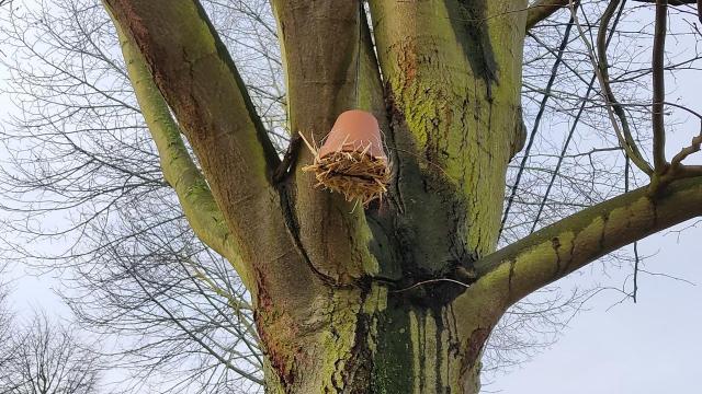 Natuurlijke vijanden strijden tegen bladluizen en processierupsen