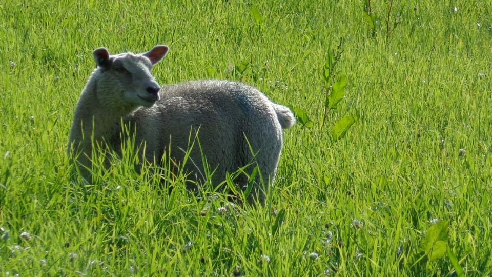 Beestenmarkt Heidehuizen-Hutten 2014-  Schaap