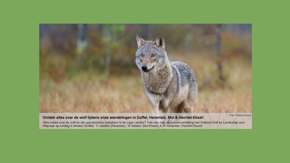 infowandelingen over wolven in de Antwerpse Kempen